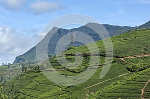 A tea plantation covers a steep hillside at Nuwara Eliya in Sri Lanka.