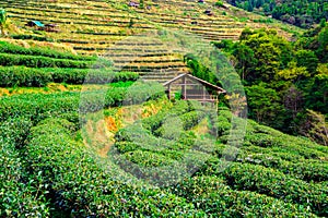 Tea plantation in the Doi Ang Khang, Chiang Mai