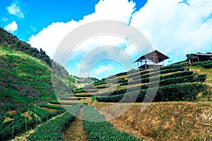 Tea plantation in the Doi Ang Khang, Chiang Mai