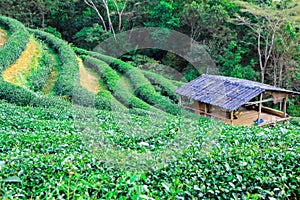 Tea plantation in the Doi Ang Khang, Chiang Mai