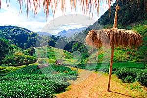 Tea plantation in the Doi Ang Khang, Chiang Mai