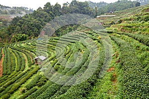 Tea plantation in the Doi Ang Khang, Chiang Mai, Thailand photo