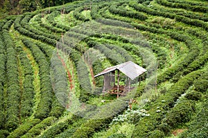 Tea plantation in the Doi Ang Khang, Chiang Mai, Thailand photo