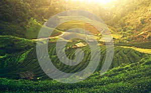 Tea plantation at Doi Angkhang, northern Thailand photo