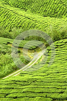 Tea plantation farm