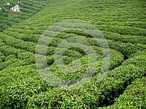 Tea Plantation field