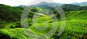 Tea Plantation Field