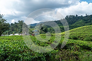 Tea plantation field on hill. Green tea garden and rural village with tea leave foreground. Agriculture farm on mountain