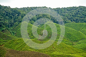 Tea plantation field and power tower on mountain