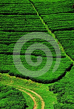 Tea plantation fields