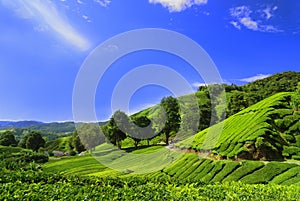 Té plantación campo en 