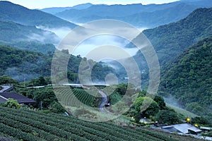 Tea plantation fields at dawn with morning fog in the distant valley, in Pingling, Taipei, Taiwan