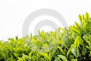 Tea plantation with focus on tea leaf shoots