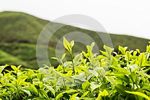 Tea plantation with focus on tea leaf shoots