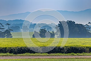 Tea Plantation in front of Mountains, Malanda, Queensland, Australia