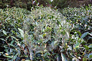 Tea plantation in Fujian Province, China