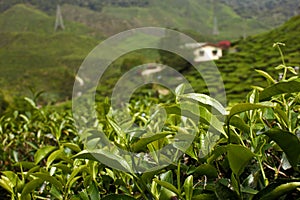 Tea plantation garden