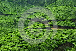 Tea plantation in Munar-India