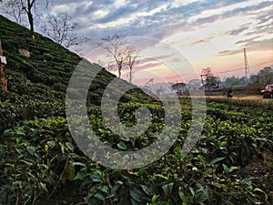 Tea plantation in Guwahati,Assam, India