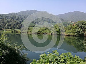 Tea plantation in Hangzhou