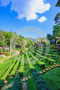 Tea plantation on high mountain with natural view