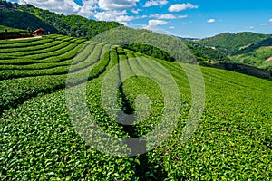 Tea Plantation on highland. Doi Mae Salong, Chiang Rai, Thailand