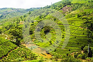 Tea Plantation in the Highlands of Nuwara Eliya, Sri Lanka