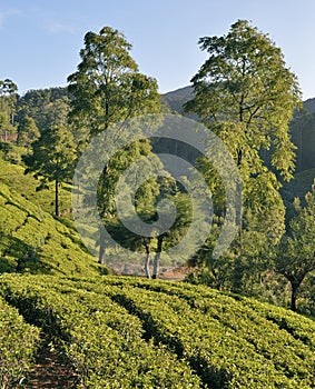 Tea Plantation in the highlands of Sri Lanka