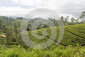 Tea plantation in hill country Sri Lanka