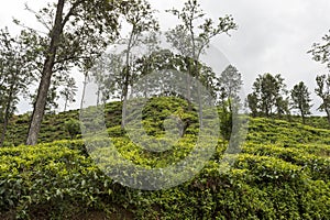 Tea plantation in hill country Sri Lanka