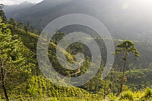 Tea plantation in hill country Sri Lanka