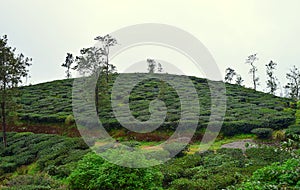 Tea plantation on a Hill in Kerala, India...