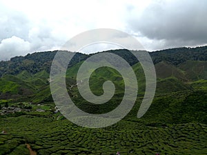Tea plantation in hills