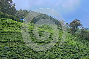 Tea plantation in hills and vallys