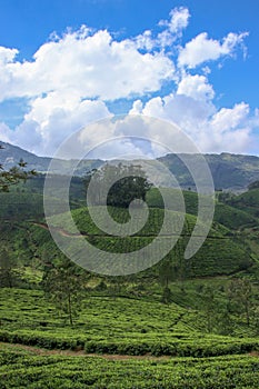 Tea plantation in hills and vallys