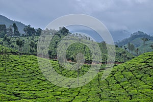 Tea plantation in hills and vallys