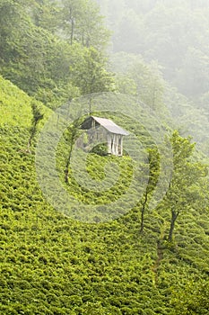 Tea plantation on hillside