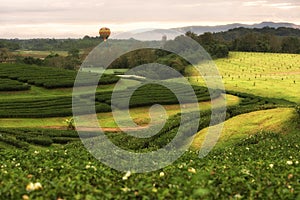 Tea plantation with hot air balloon and couldy sky