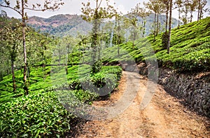 Tea plantation in India