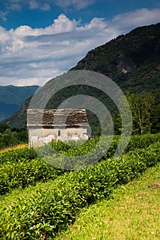 Tea plantation in Italy. Ossola Vally, Piemonte, Italy