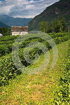 Tea plantation in Italy. Ossola Vally, Piemonte, Italy