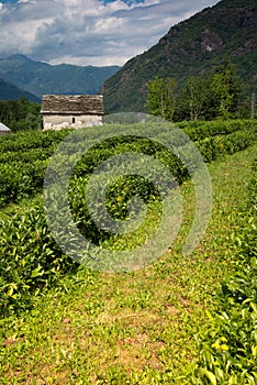 Tea plantation in Italy. Ossola Vally, Piemonte, Italy photo