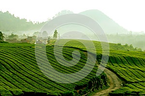 Tea plantation in Java, Indonesia