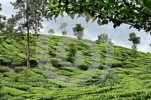 Tea plantation in Kerala, India