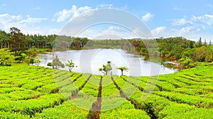 Tea plantation. photo
