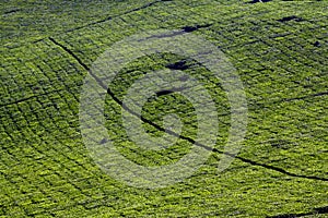 Tea Plantation Rows Green Hills Landscape photo