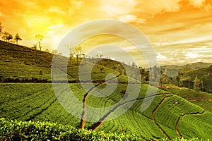 Tea plantation landscape