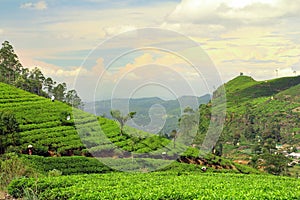 Tea plantation landscape