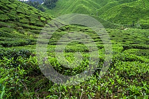 Tea plantation landscape in Cameron highlands, Malaysia. Green Tea garden mountain range. Tea plantation terrace and texture