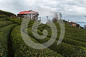 Tea Plantation Landscape Garden Rize Turkey House